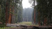 Sequoias drought distressed
