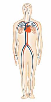 Body outline showing blood circulation
